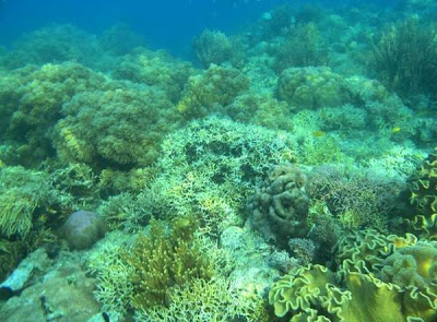 Labuan Bajo Under water vacation