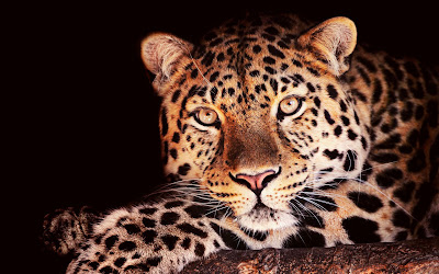 wallpaper animel jaguar