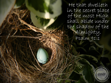 Psalm 91:1 || Bird's Nest