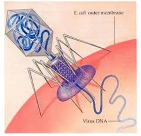  Materi Genetik (DNA atau RNA saja)