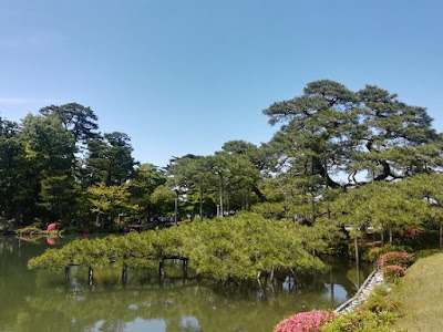 霞ヶ池の唐崎松