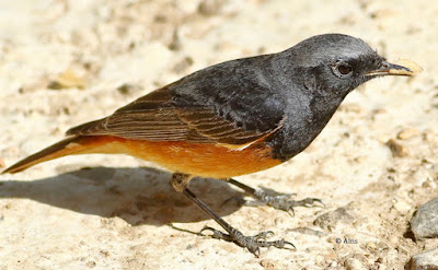 "Black Redstart - Phoenicurus ochruros perched on garden floor,displaying dark plumage with contrasting orange-red tail feathers. Winter common migrant to Mount Abu."