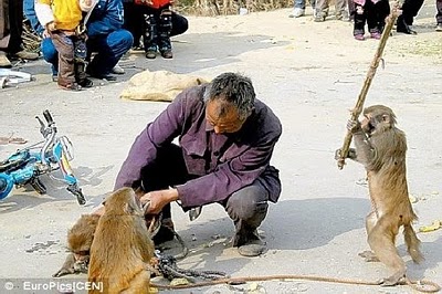 Kumpulan Koleksi Gambar Binatang Lucu Dan Unik Pelang