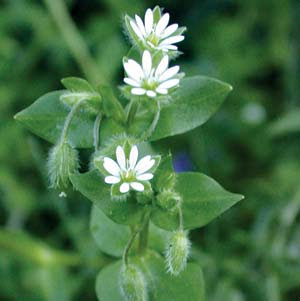 chickweed  medicinal uses