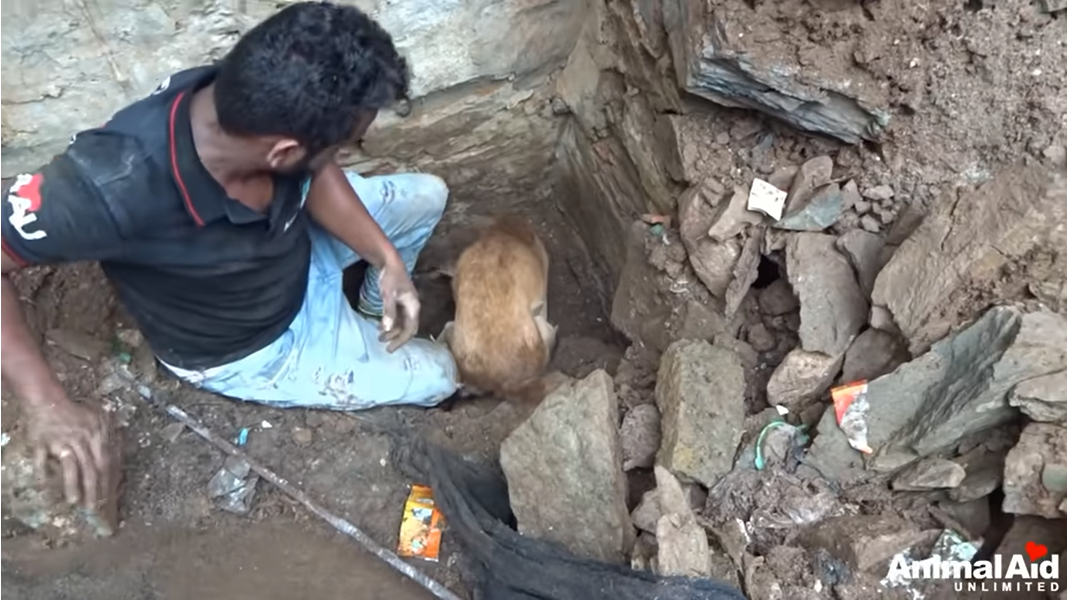 Mother Dog Helping Rescuers Dig For Her Puppies Buried Under Rubble