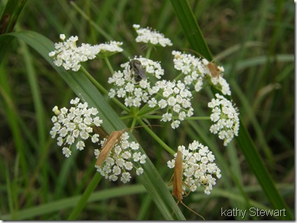 Bugs on Pacific Water Parsley