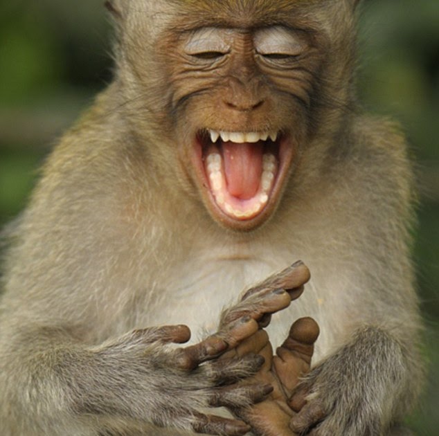 ivanildosantos gambar monyet ketawa