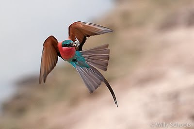 puku ridge, zambia, wildlife, south luangwa, nature photography, c4 images and safaris