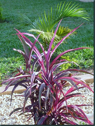 Landscaping Dec. 2010 007