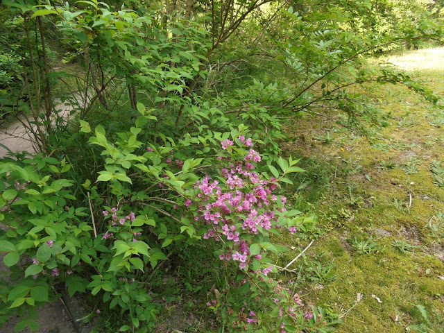 タニウツギの花