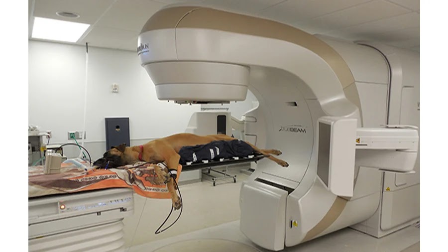 العلاج الكيميائي والإشعاعي لعلاج السرطان: هل ستفعل هذا بكلبك؟