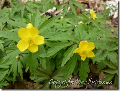 Gule anemoner 