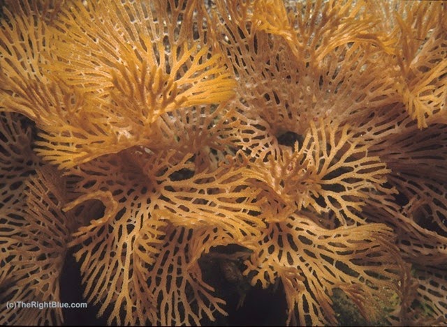 Lace Bryozoan (Reteporelina denticulata)