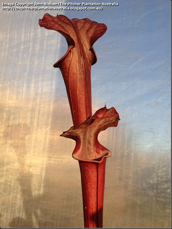Sarracenia hybrid