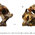 Pela primeira vez microevoluções são registradas em fósseis de ancestrais da linhagem humana