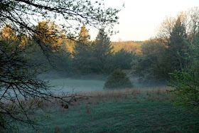 misty Summer morning