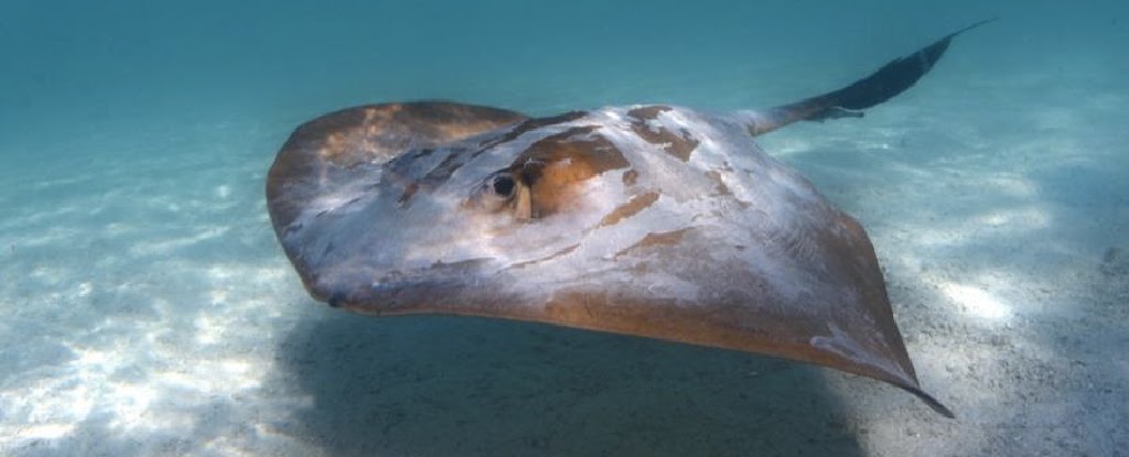 Scientists Discover 'Silent' Stingrays Actually Make Weird Clicking Noises