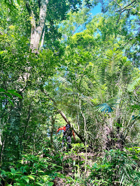 往象鼻山