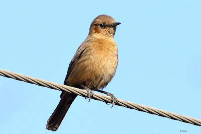 "Brown Rock Chat (Oenanthe fusca) perched on an electric cable. Small, brown bird with a pale throat and distinctive markings on its wings dressed in its mating plumage."