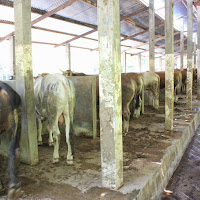 gambar peternakan sapi