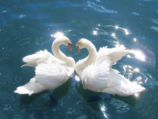 Beautiful Swan Love HD Wallpapers Free Download