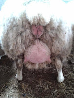 Image result for teats of of a ewe sheep getting swollen getting ready to lamb'