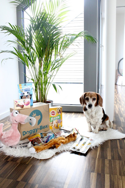 Doggy Box | Lintgen, Luxembourg