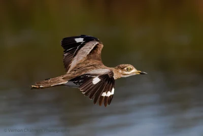 Thick-knee in Flight - Woodbridge Island Cape Town : Processed in Lightroom Classic CC 7.3