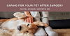 Caring for Your Pet After Surgery: Tips for a Successful Recovery in 2023