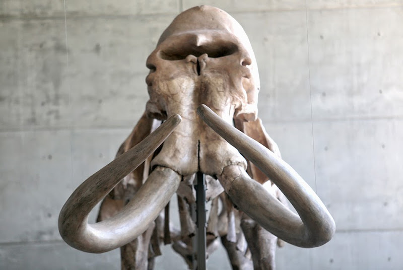 Mammoth skeleton on show in Acapulco