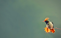 Humming Bird Pictures