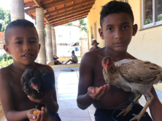 Em carta a Papai Noel, crianças pedem galinhas para suas famílias poderem comer ovos todos os dias