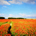 Twirling In The Fields