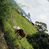 Oriente de Antioquia #Vacas #Caballos 
