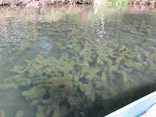 algae floating in Blue Lake