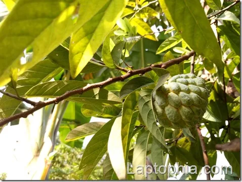 Hasil Foto Kamera Infinix Zero 3 X552