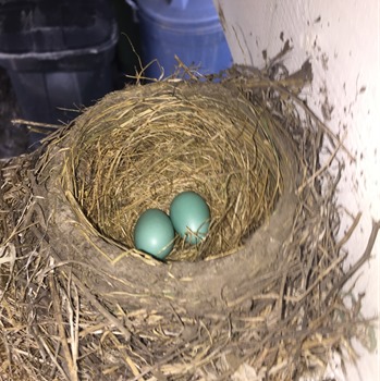 20170523 bird layed eggs (1)