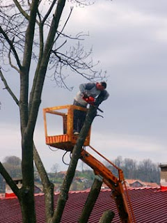 Baumpflege mit Hebebühne