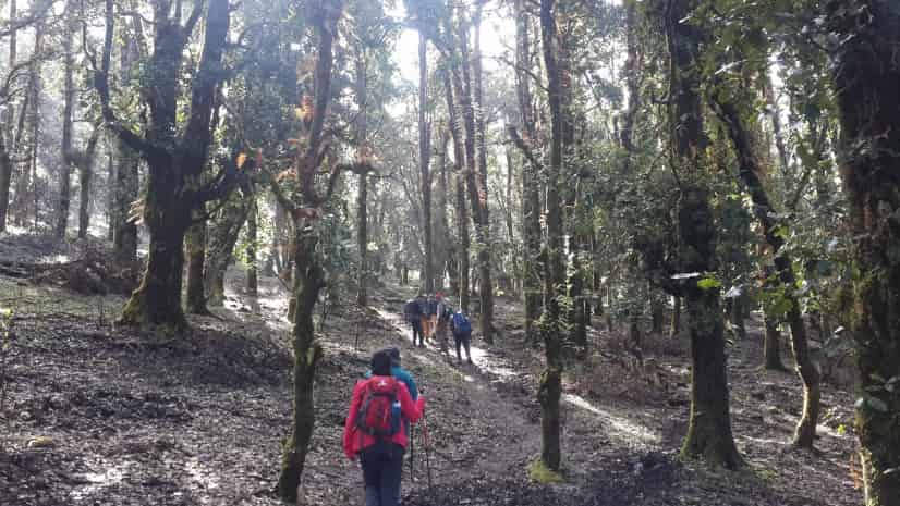 through the forest - Roop Kund