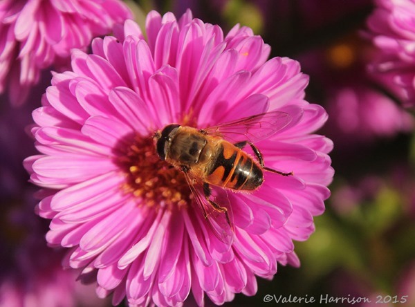 eristalis-2