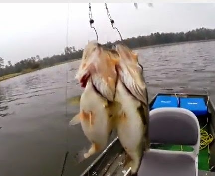 International Fishing News: VIDEO: Alabama rig double hook up bass