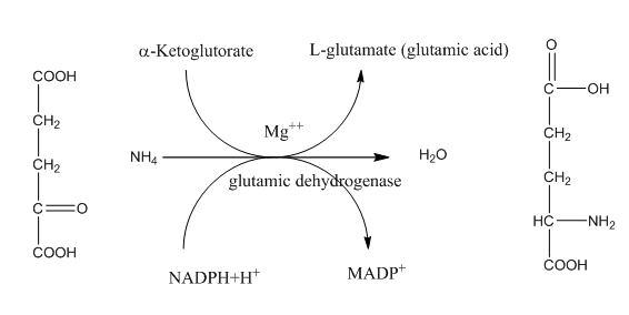 1- تخليق حامض الكلوتاميك والكلوتامين من a-Ketoglutarate