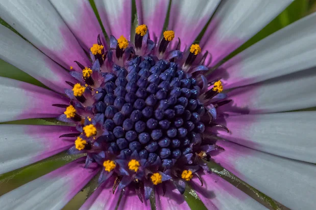 Close-Up Photography: Testing the Canon 500D 77mm Close-Up Lens Filter