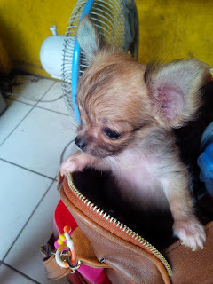 Really cute puppy picture of dog in handbag