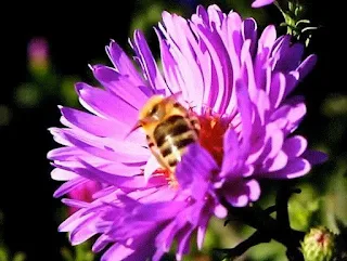 description and photo of honey plants