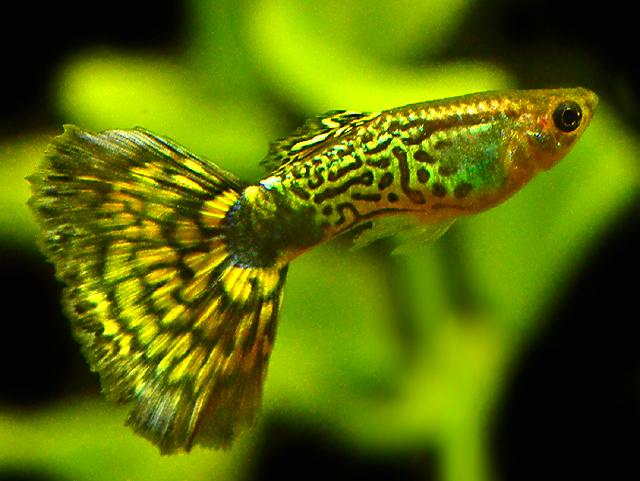 Stunning and amazing freshwater Guppies  Exotic 