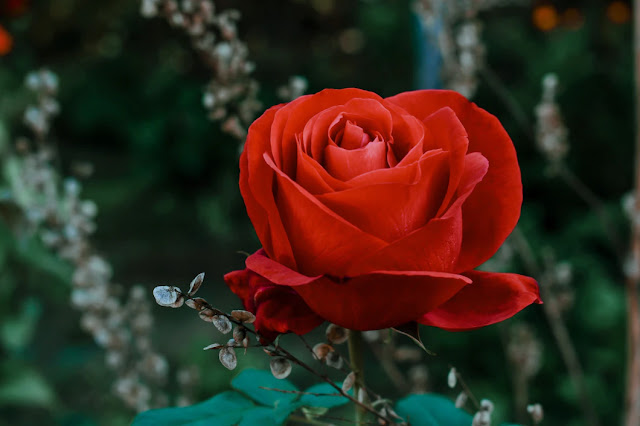 Contoh teks deskripsi tentang bunga mawar