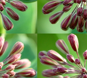 milkweed offset