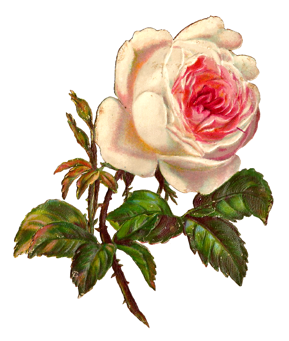  Images: White Rose Digital Illustration Flower Printable Clip Art