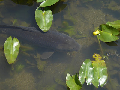 山田池公園 コウホネの池 鯉